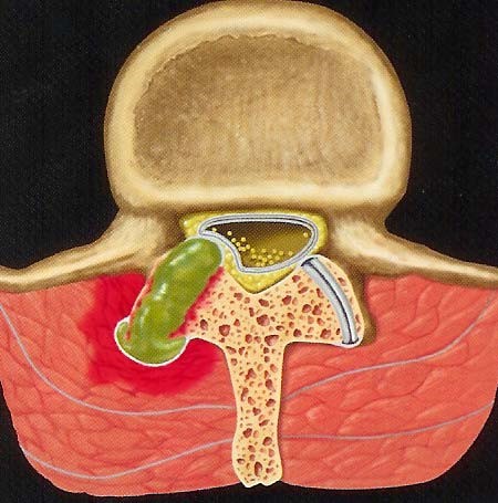 Pituitary Gland Illustration