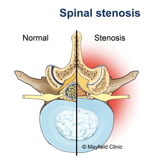 Pituitary Gland Illustration
